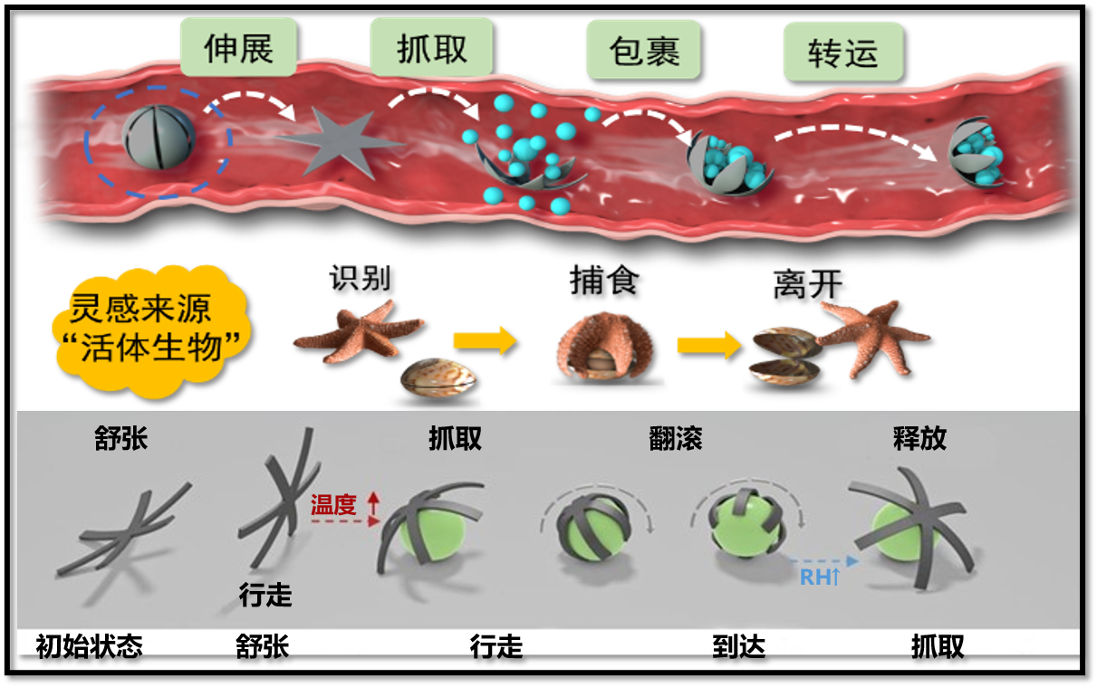Human-robot-environment coordinated control