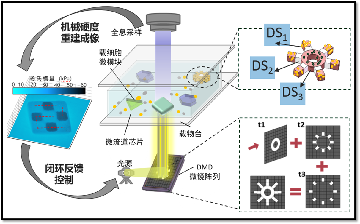 Real-time stiffness control with holographic feedback