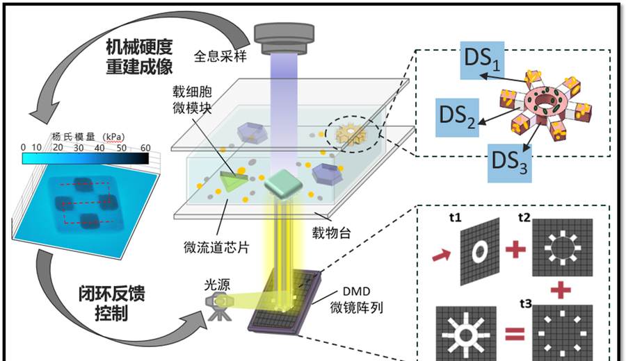 Dynamic 4D Manufacturing of Organoids